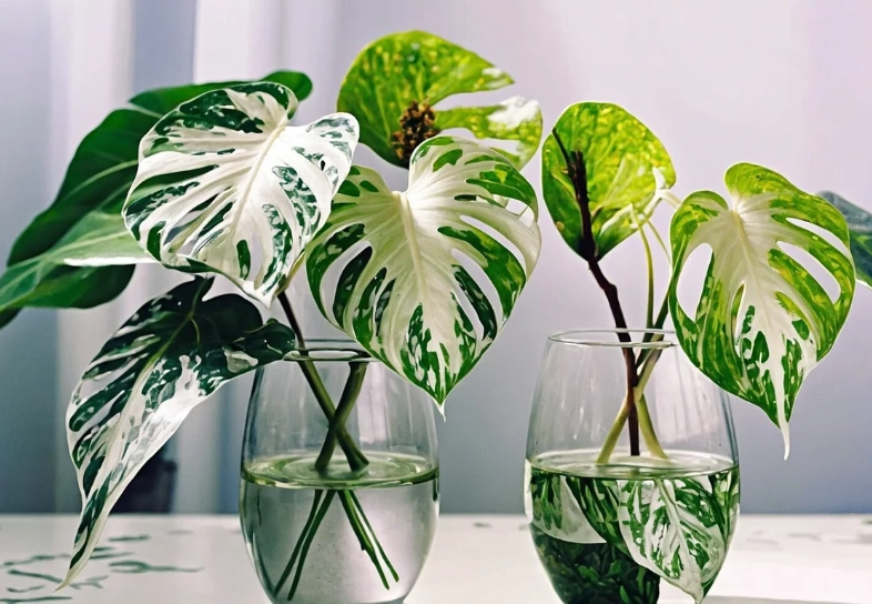 龜背芋養護技巧