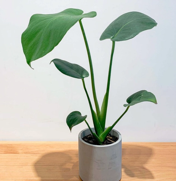 龜背芋養護技巧