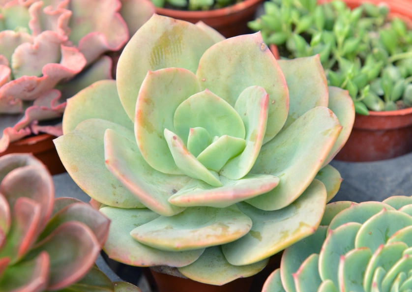 多肉 澆水 時機