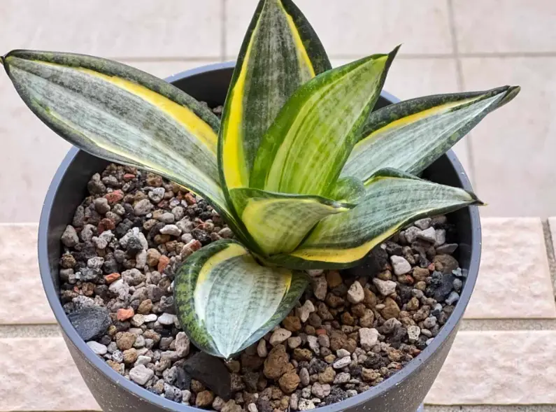 新手室內植物推薦