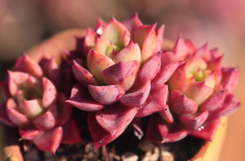 多肉植物 澆水 頻率