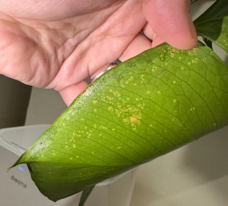 龜背芋滴水處理