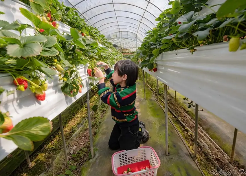 新竹採草莓
