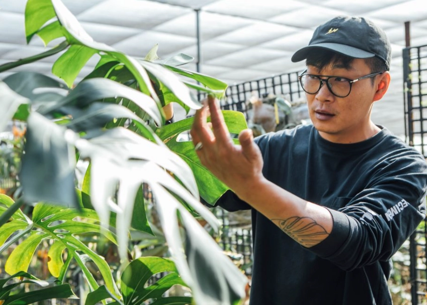 龜背芋滴水處理