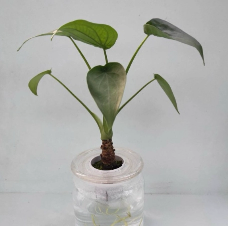 佛手芋 水耕 營養液