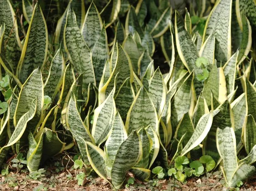 新手室內植物推薦