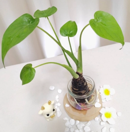 水耕 佛手芋 方法