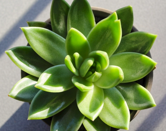 多肉植物 澆水 頻率