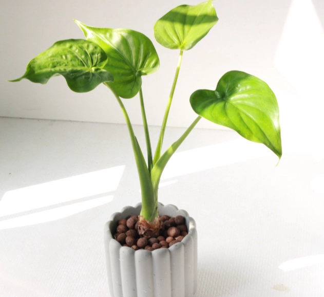 水耕 佛手芋 方法