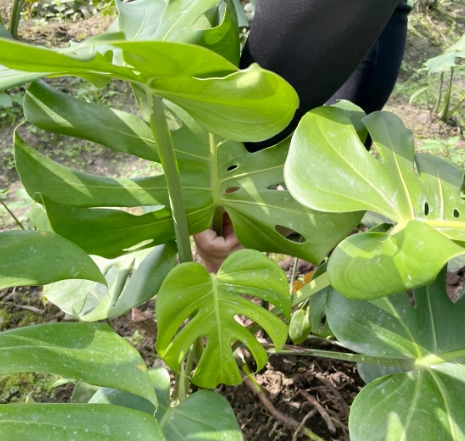 龜背芋滴水處理