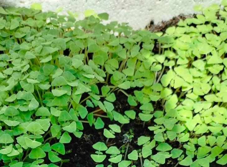 奇亞籽種植方法