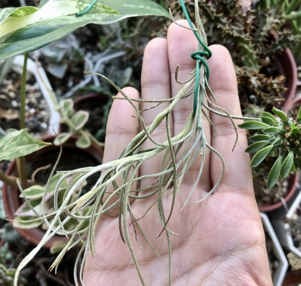 延長空氣草壽命