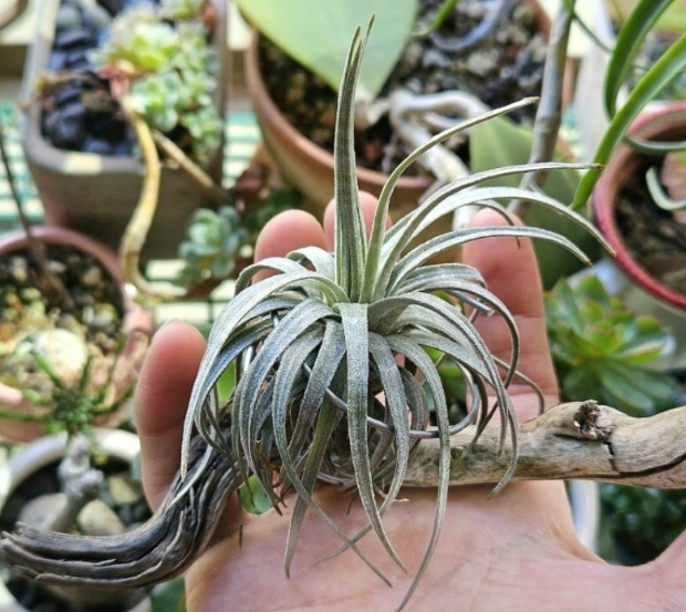 延長空氣草壽命