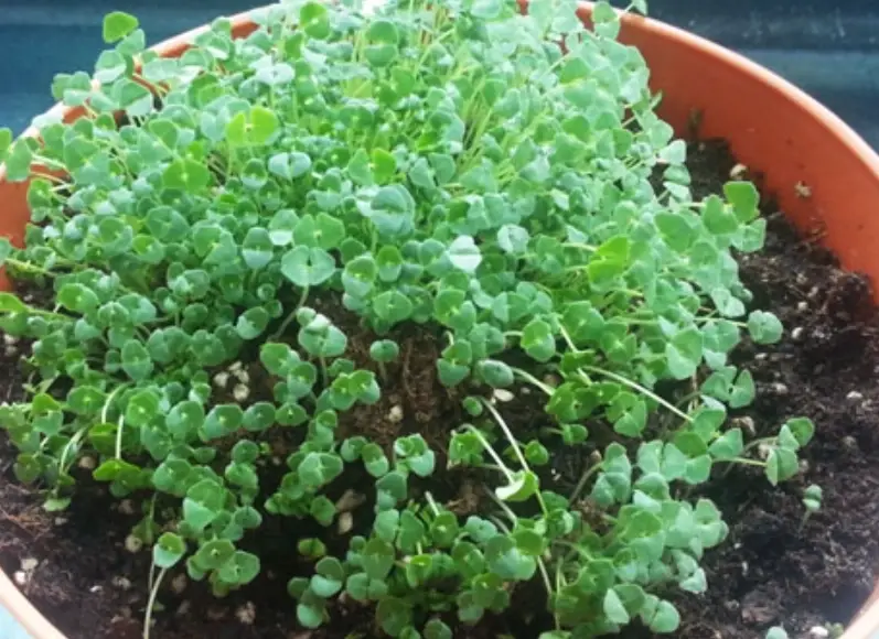 奇亞籽種植方法