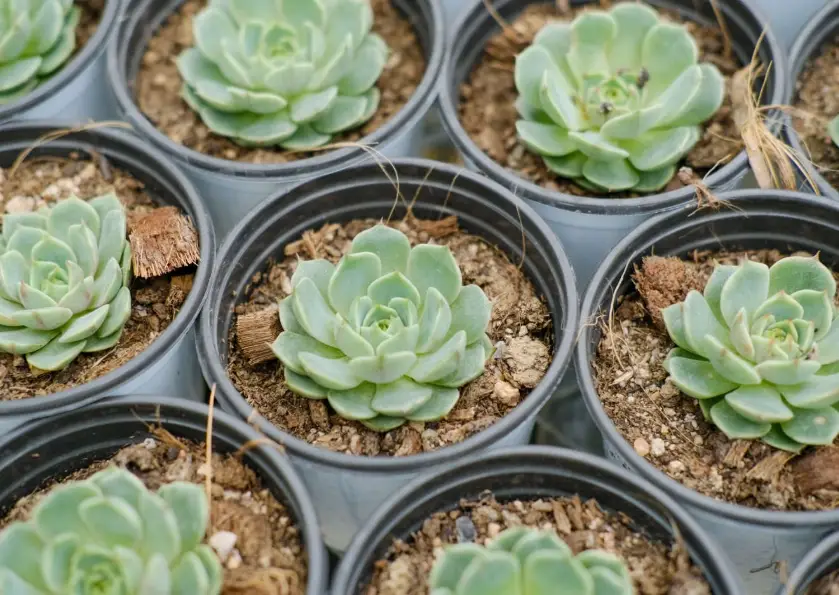 多肉 澆水 時機