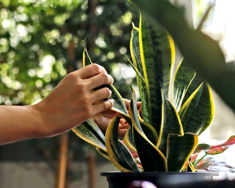 植物急救