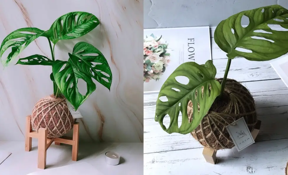 龜背芋 開背