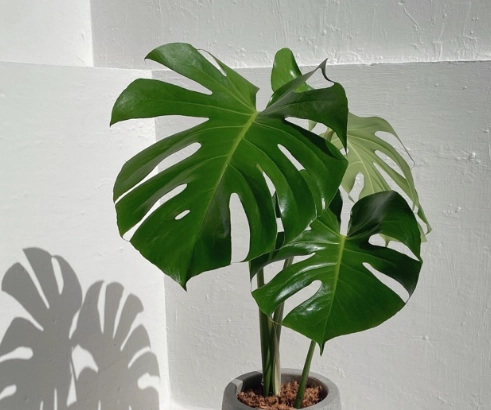 龜背芋 成熟 時間