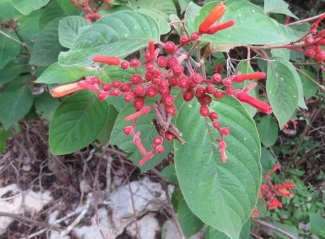 醉嬌花 不開花