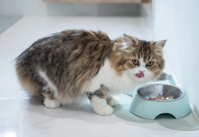 貓不能吃的食物