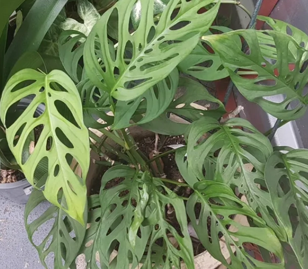 龜背芋安全