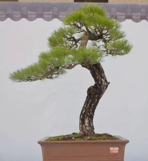 松樹生長緩慢原因