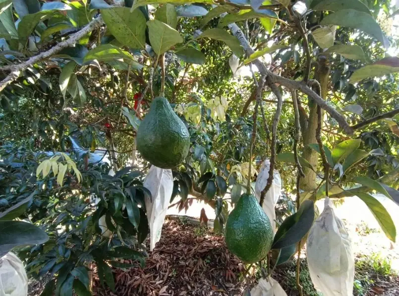 酪梨種子發芽