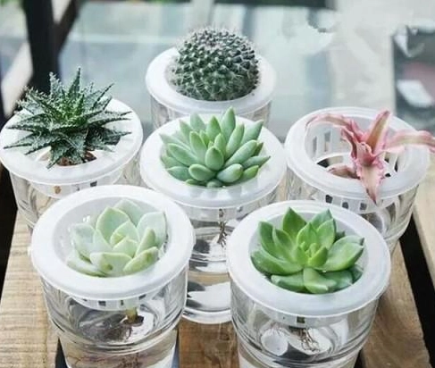 水耕植物新手