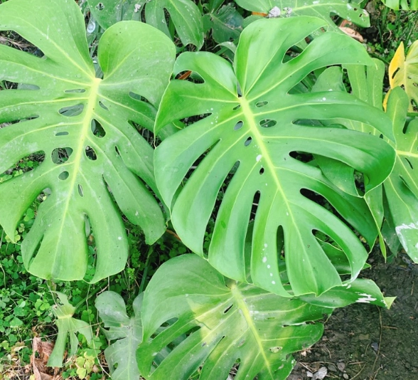 龜背芋毒性