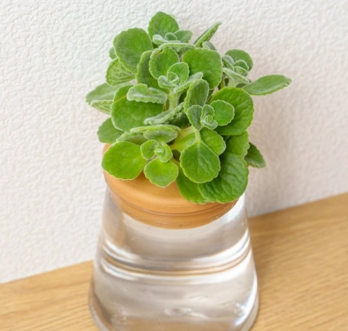 多肉植物水耕