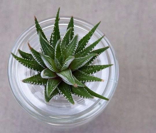 水耕植物新手