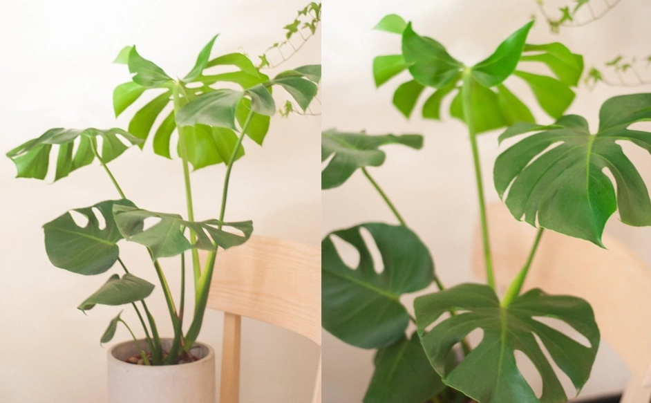 龜背芋 照顧 方法