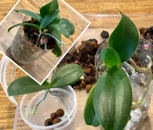 蝴蝶蘭側芽處理