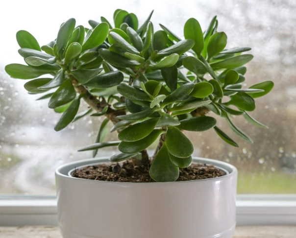 植物爛根還有救嗎