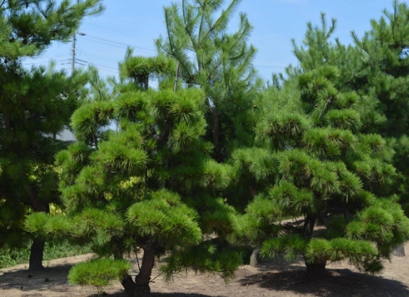 松樹生長緩慢原因