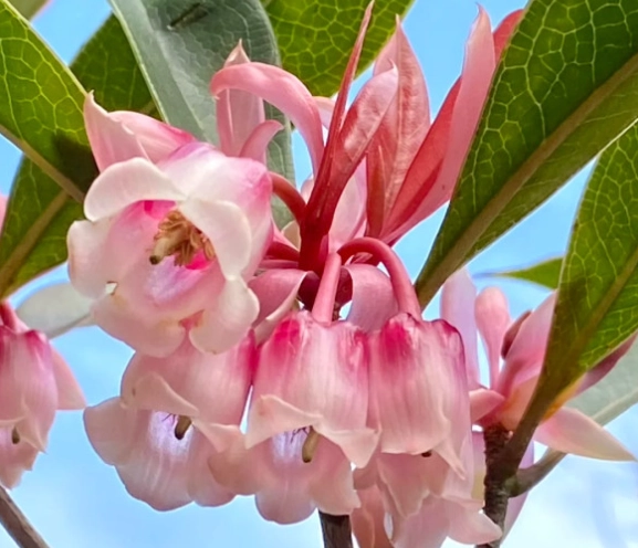 吊鐘花種植