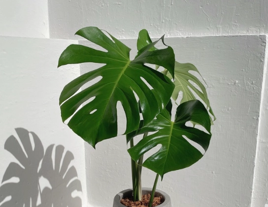 龜背芋照顧