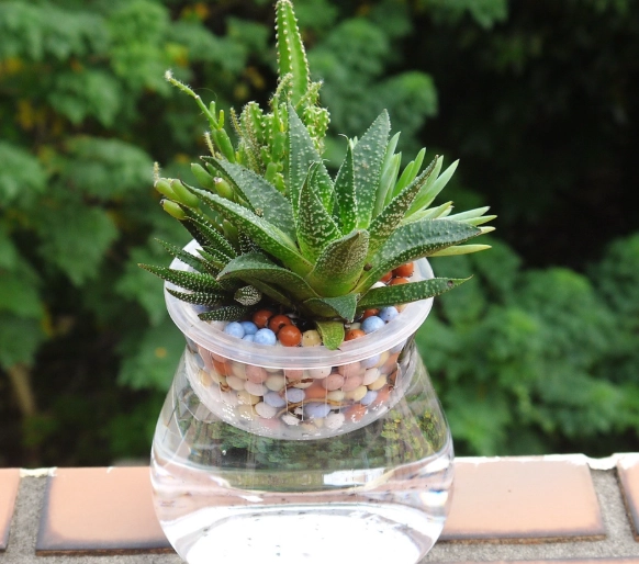 水耕植物新手