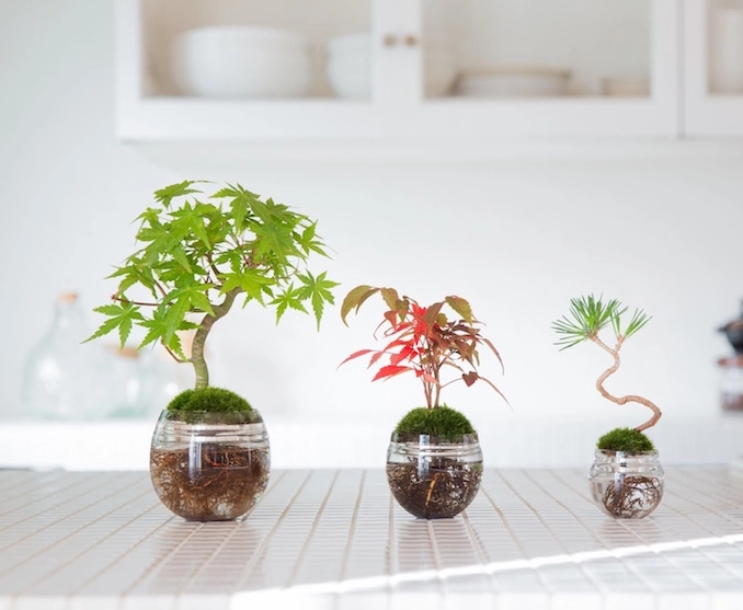 水耕植物