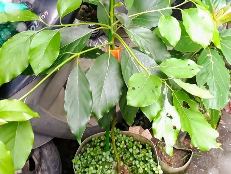 酪梨種子發芽
