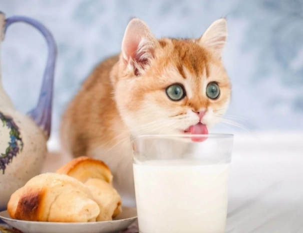 貓不能吃的食物