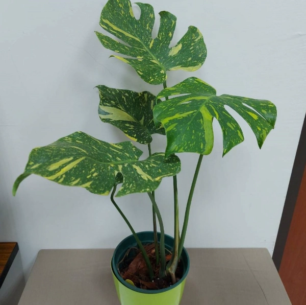 龜背芋塑形