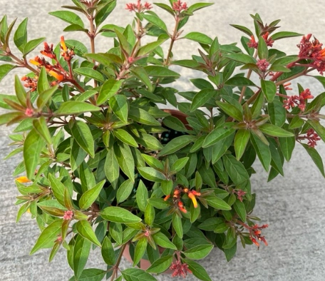 醉嬌花 照顧