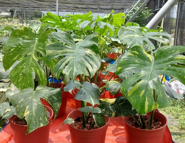 龜背芋 照顧 方法