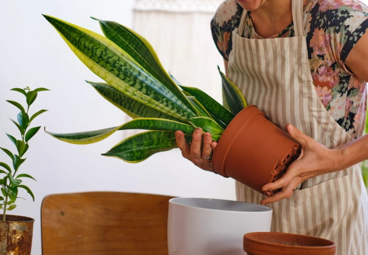 植物急救
