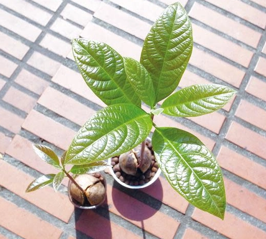 酪梨植栽方法
