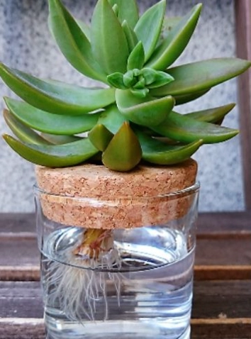 多肉植物水耕
