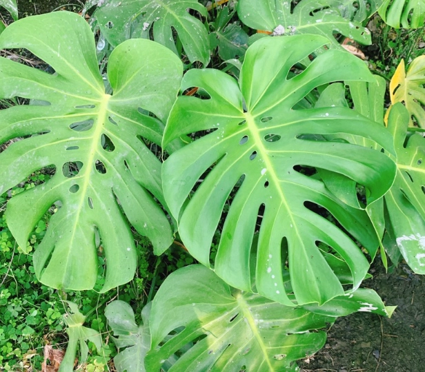 龜背芋 成熟 時間