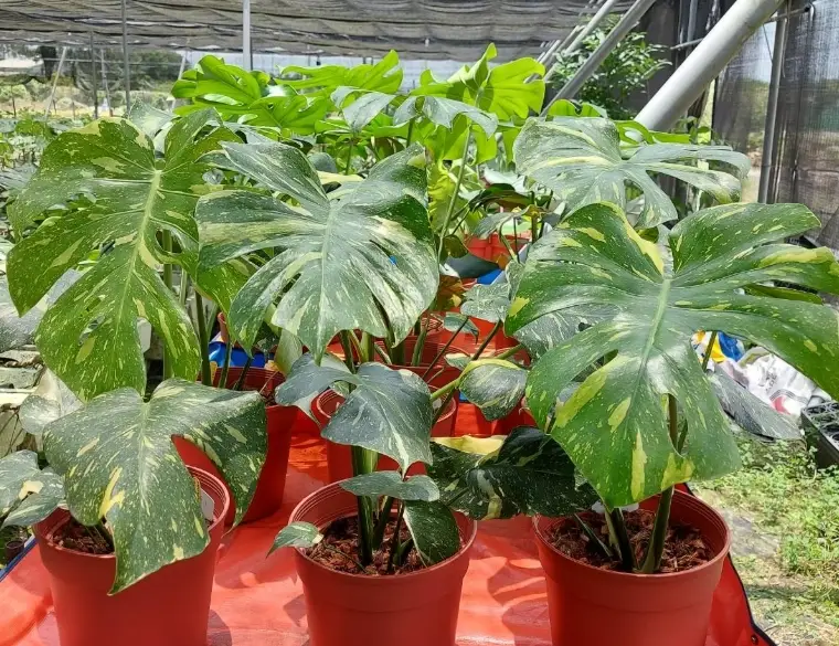 龜背芋塑形