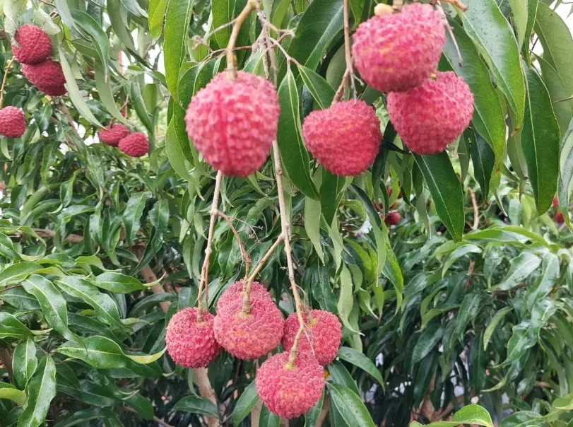 荔枝繁殖